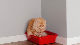 Cat Sitting in red Litter Box