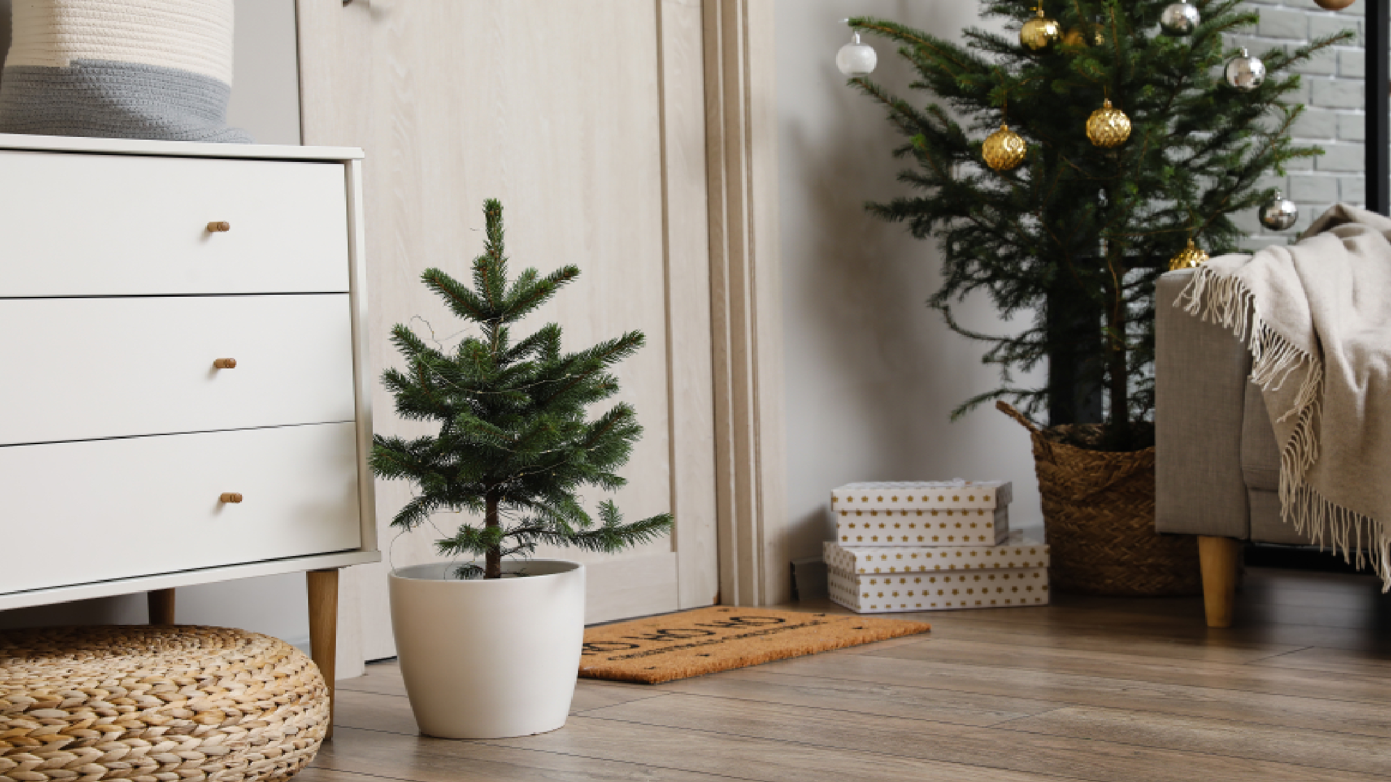 Potted christmas trees