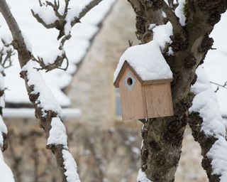 bird nesting box on tree in snow