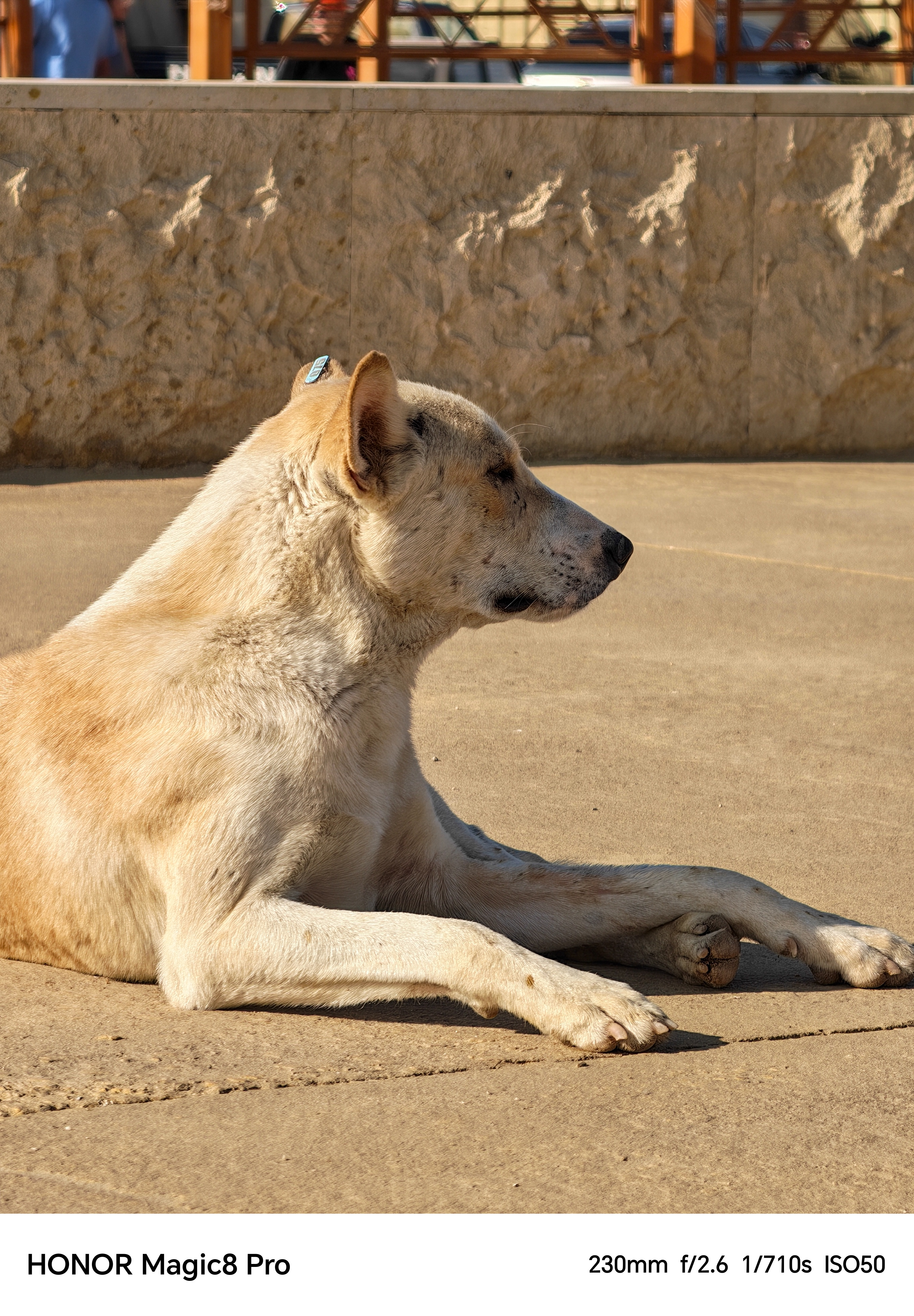 A dog lying on the ground shot on an Honor Magic 8 Pro