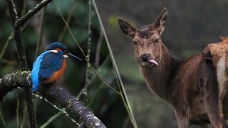 A photo of a common kingfisher and a photo of a red deer, taken on an OM System OM-1 Mark II Micro Four Thirds mirrorless camera