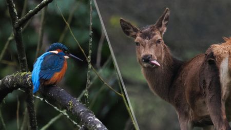 A photo of a common kingfisher and a photo of a red deer, taken on an OM System OM-1 Mark II Micro Four Thirds mirrorless camera