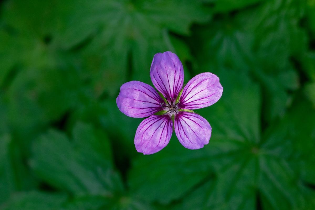 what-is-a-tuberous-cranesbill-learn-about-planting-tuberous-geraniums