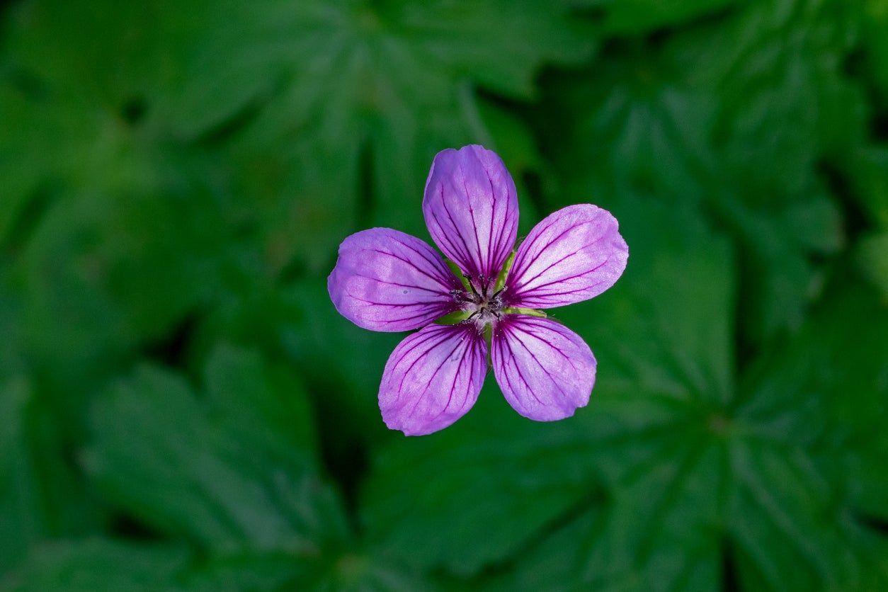 Single Purple Tuberous Cranesbill Flower