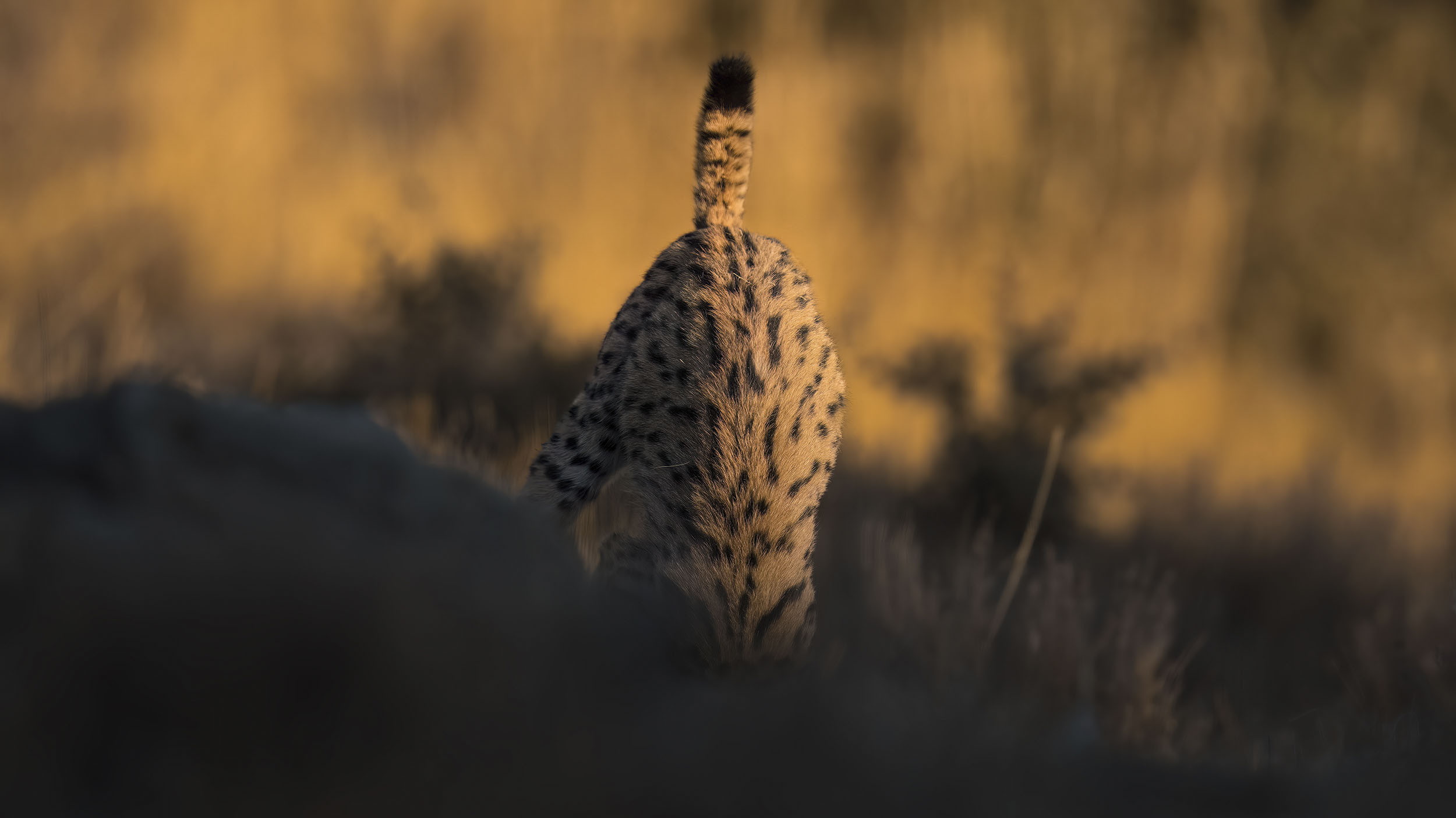 Photos of rare Iberian Lynx by wildlife photographer Alexandra Surkova &ndash; lynx with its head down a rabbit hole
