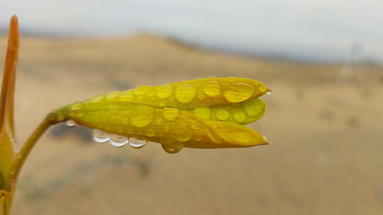 A close-up of a yellow flower covered in dew