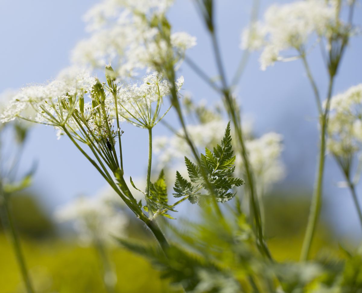 Sweet cicely: A delightful plant with a scent that's 'a gorgeous coming  together of fennel, liquorice and star anise' | Country Life