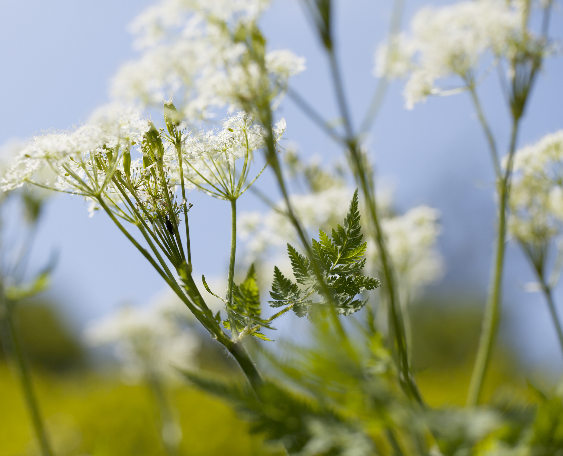 Sweet Cicely (Myrrhis odorata).