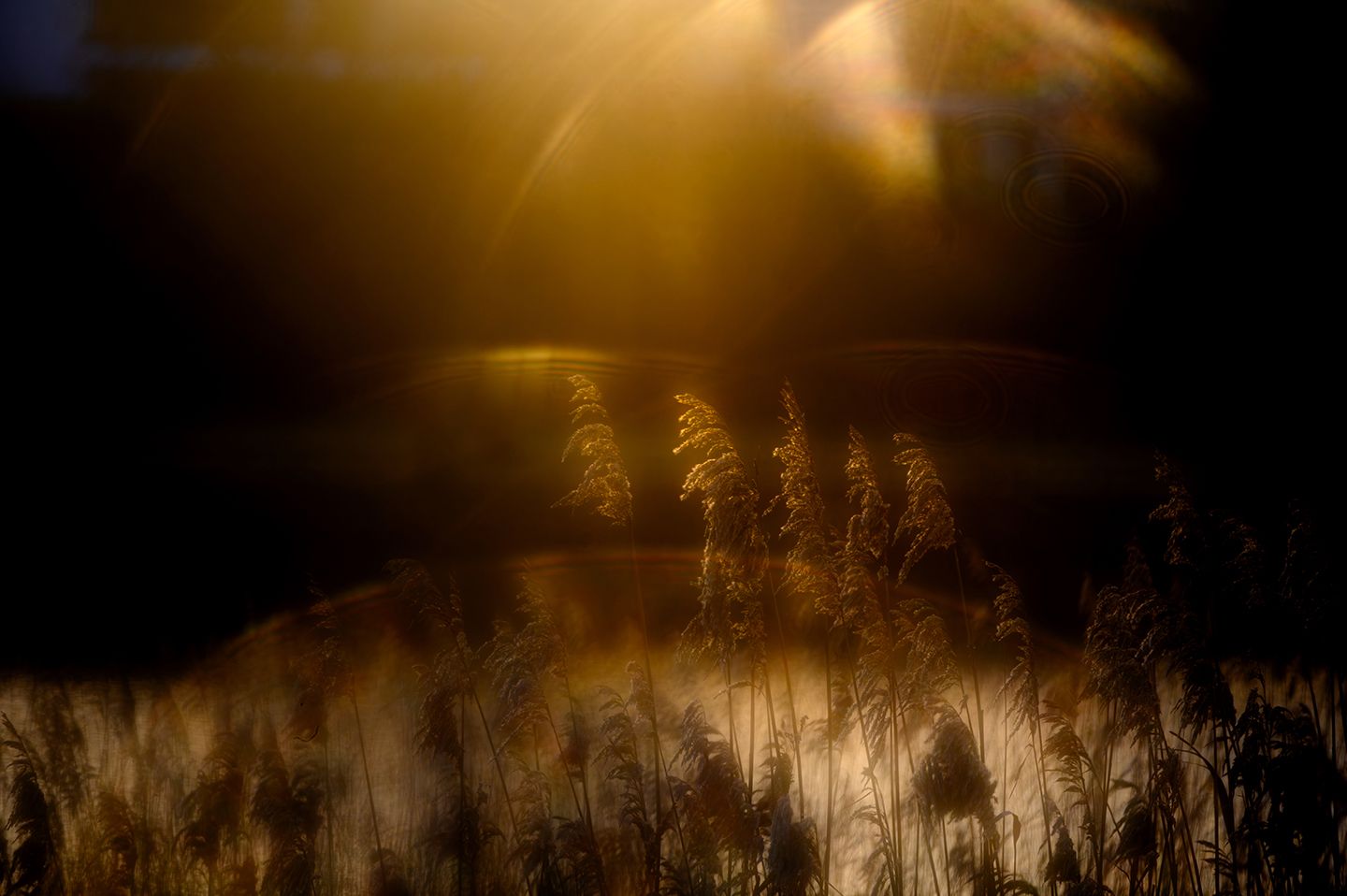 Under-14 photography winner captures the last rays of winter sunshine and turns them into magic – honored in major wildlife competition