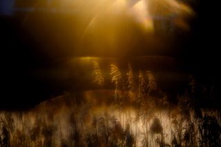 Under-14 photography winner captures the last rays of winter sunshine and turns them into magic &ndash; honored in major wildlife competition