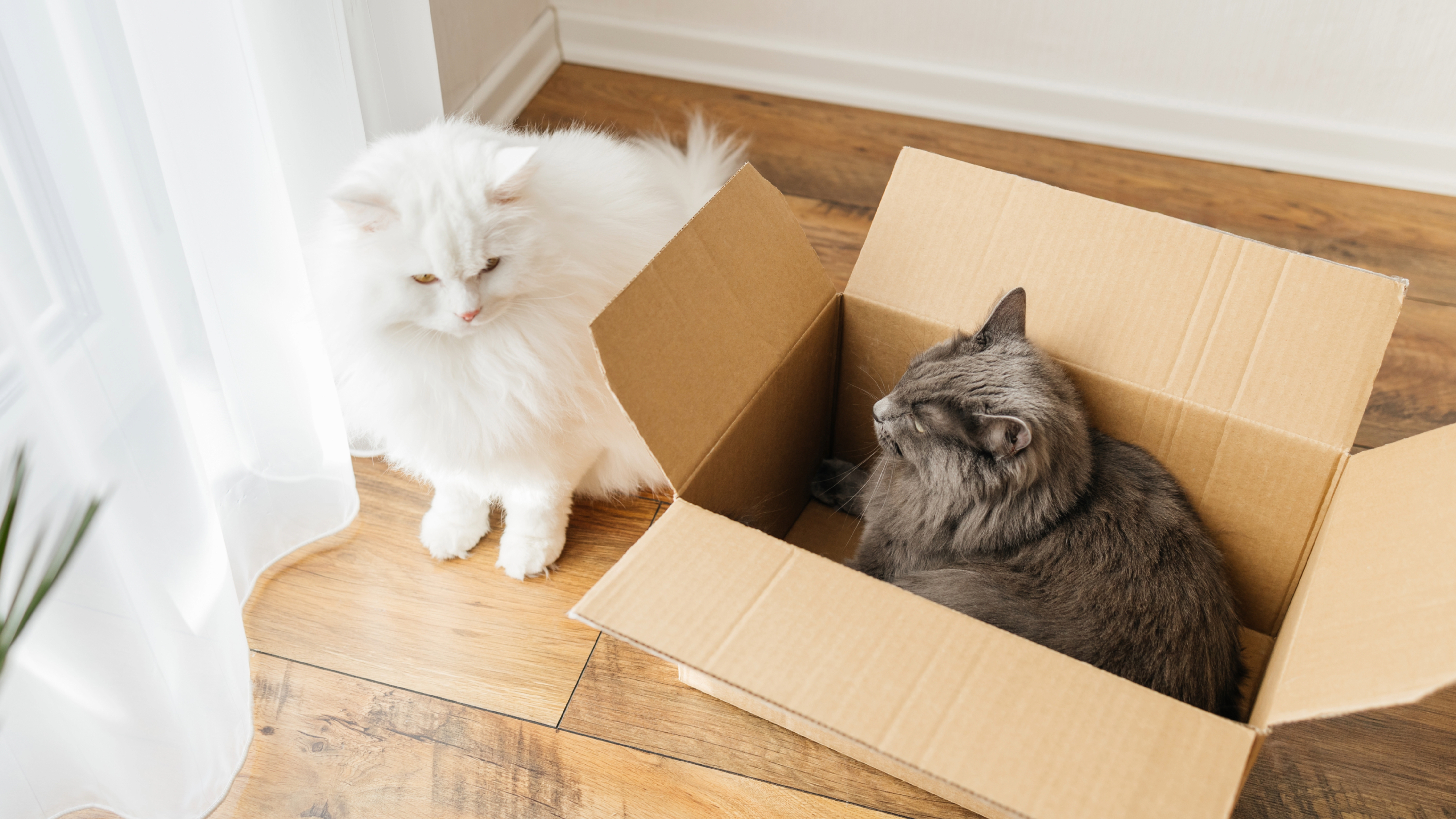 Two cats