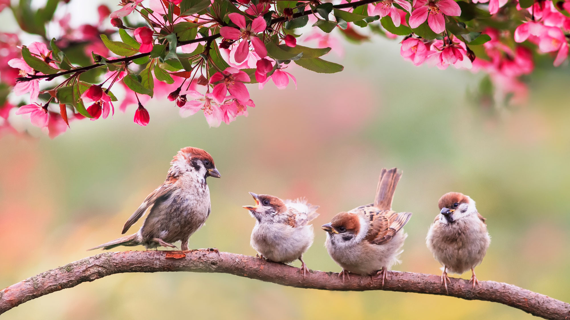 sparrows sitting on waiting branch surrounded by pink flowers