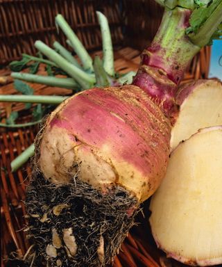 Rutabaga harvested from the vegetable garden