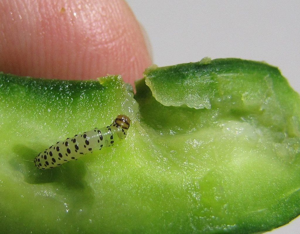 Pickleworm In A Vegetable