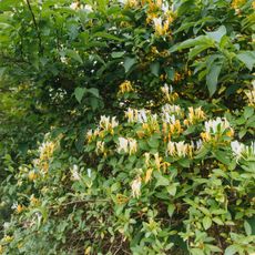 Overgrown honeysuckle that needs pruning