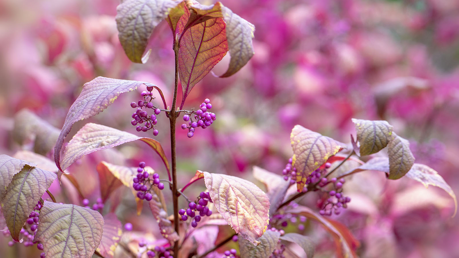 The beautiful purple berries of Callicarpa bodinieri var. giraldii ‘Profusion’ also known as the beautyberry