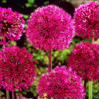 Pink Allium stipitatum flowers growing in garden