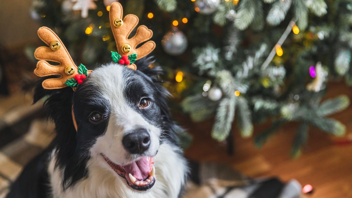 Border Collie wearing reindeer antlers and sat beside Christmas tree