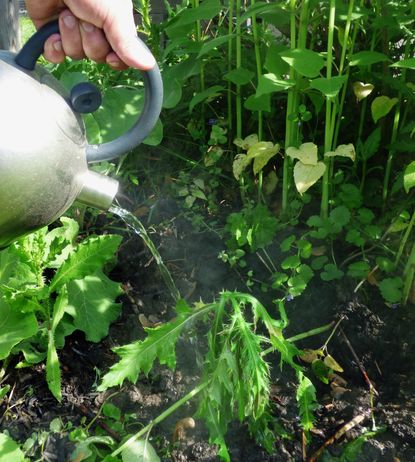 Kettle Pouring Hot Water On Plants