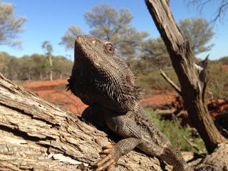 A male bearded dragon sends signals to females from a preferred perch in Australia.