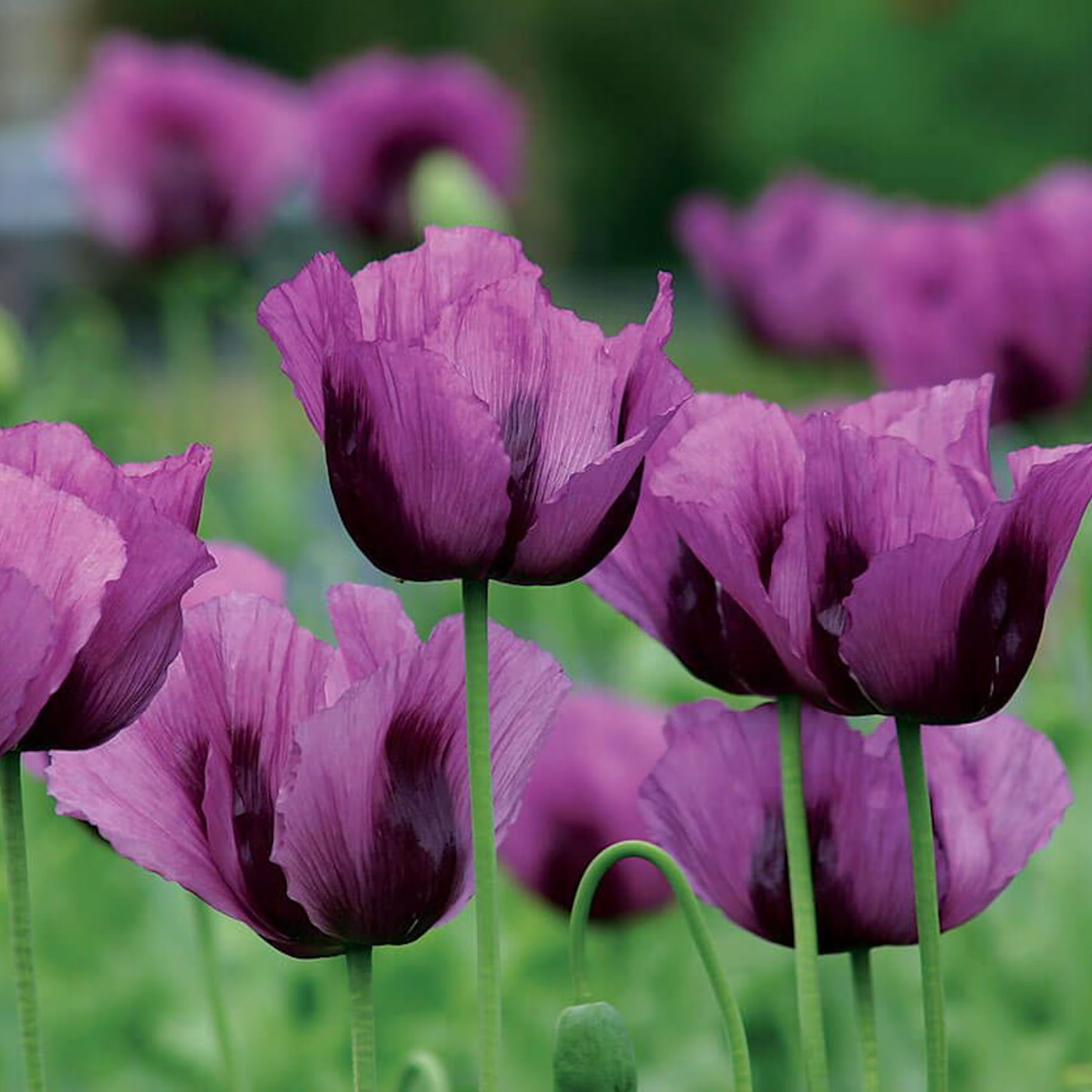 Hungarian Blue poppy flowers from Park Seed seeds