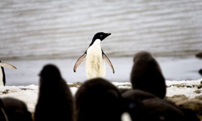 An Adelie penguin