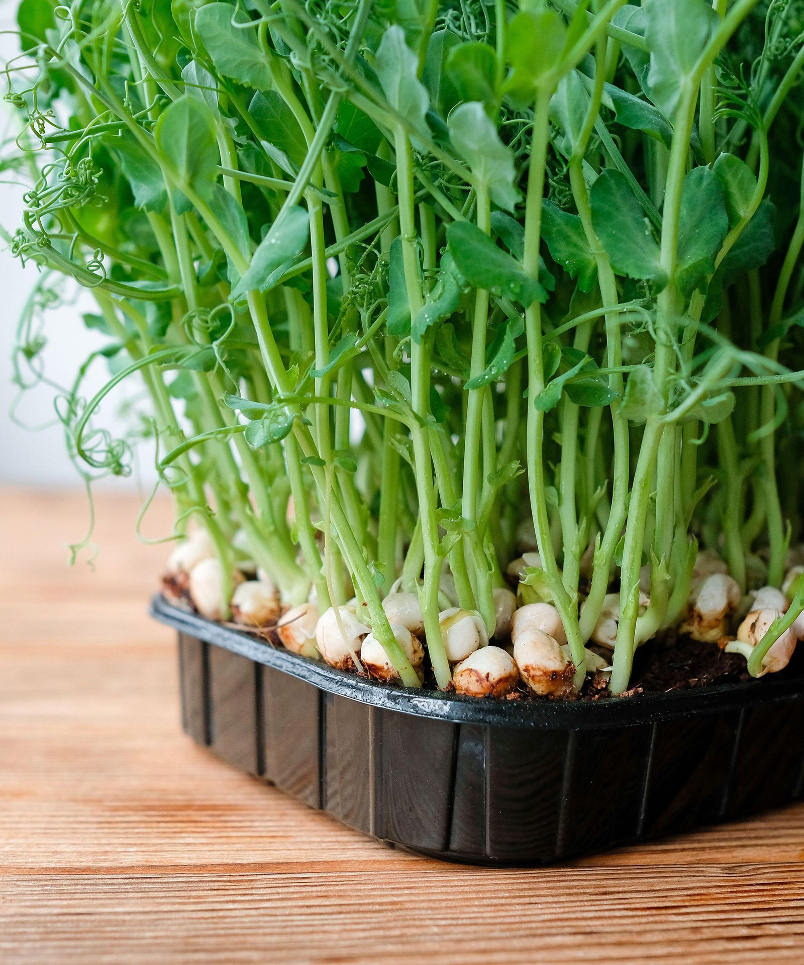 Best microgreens to grow indoors 12 easy crops to try Gardeningetc