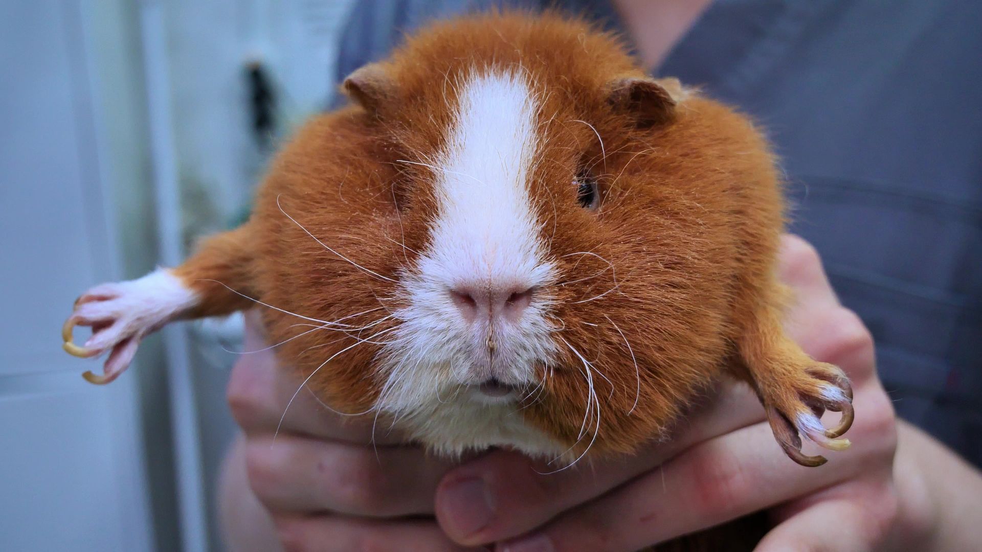 Brown and white guinea pig being held by a person in a dark navy top