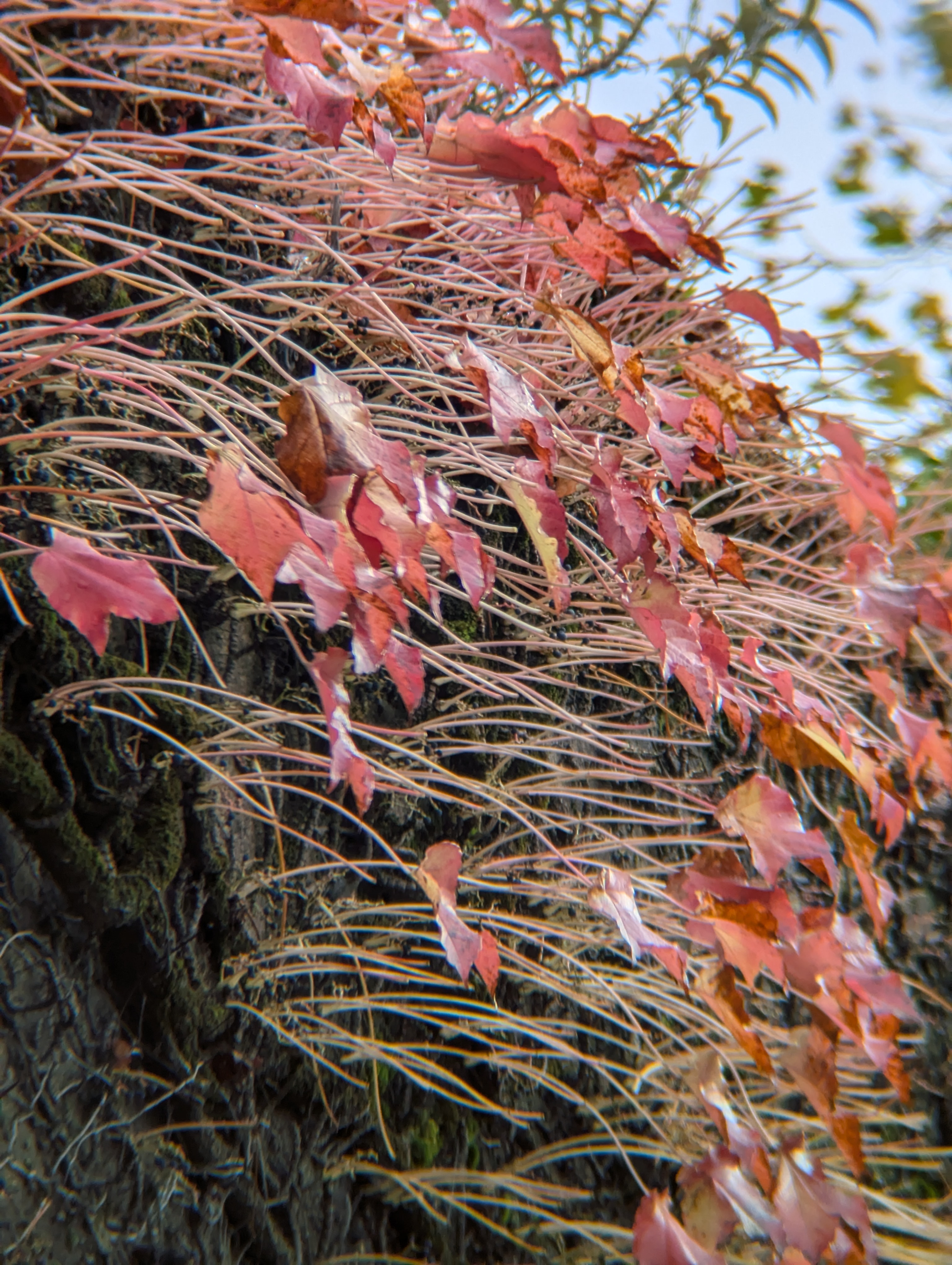 A photo of many red leaves taken with an Apexel TM6 TeleMacro lens