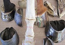 Dead-hooves.jpg