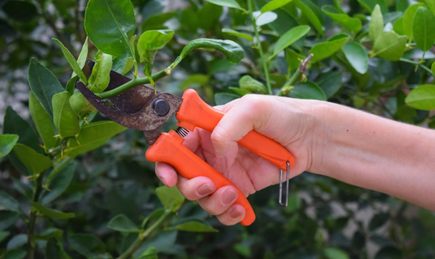 Pruning lemon tree