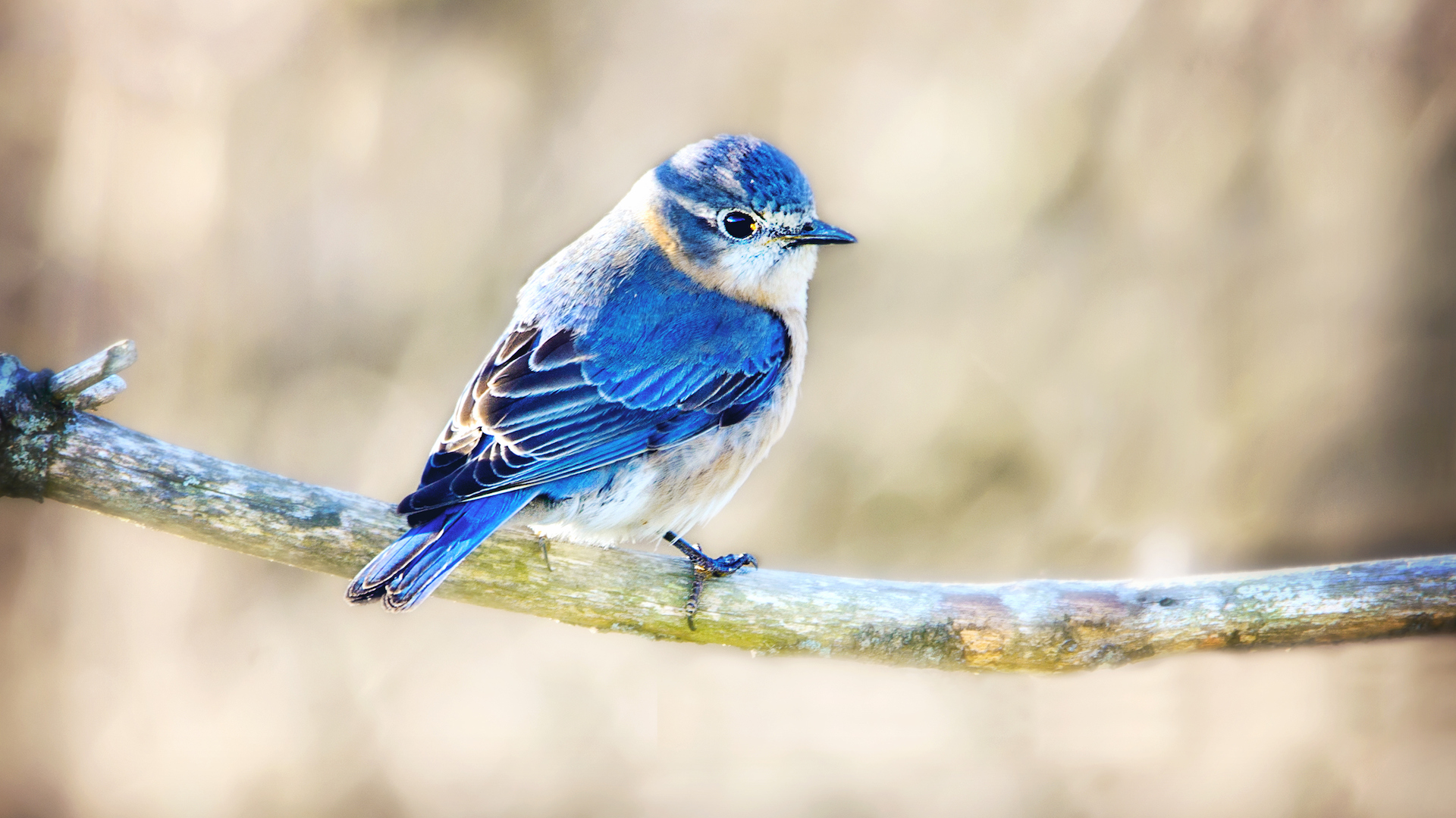 A photograph of a male bluebird perched on a branch