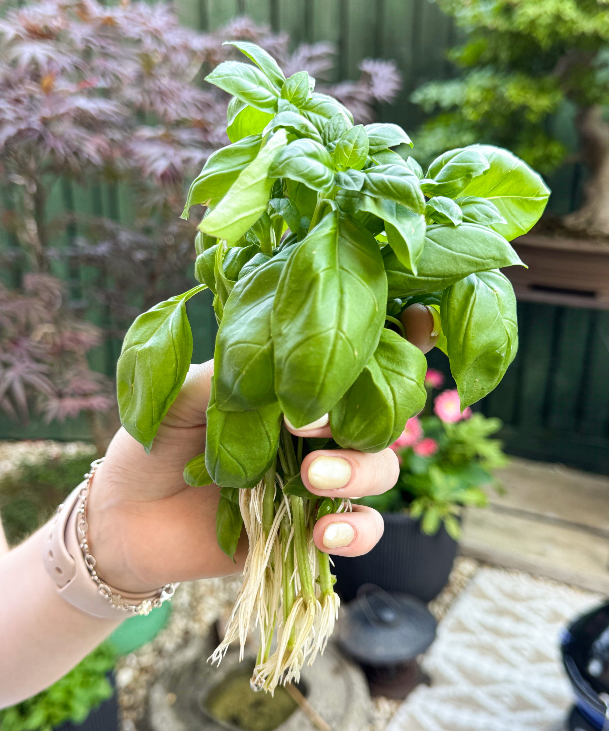 A gardener holds a handful of basil cuttings, which have developed strong white roots