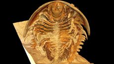 Microtomographic reconstruction of the trilobite Gigoutella mauretanica in ventral view. 
