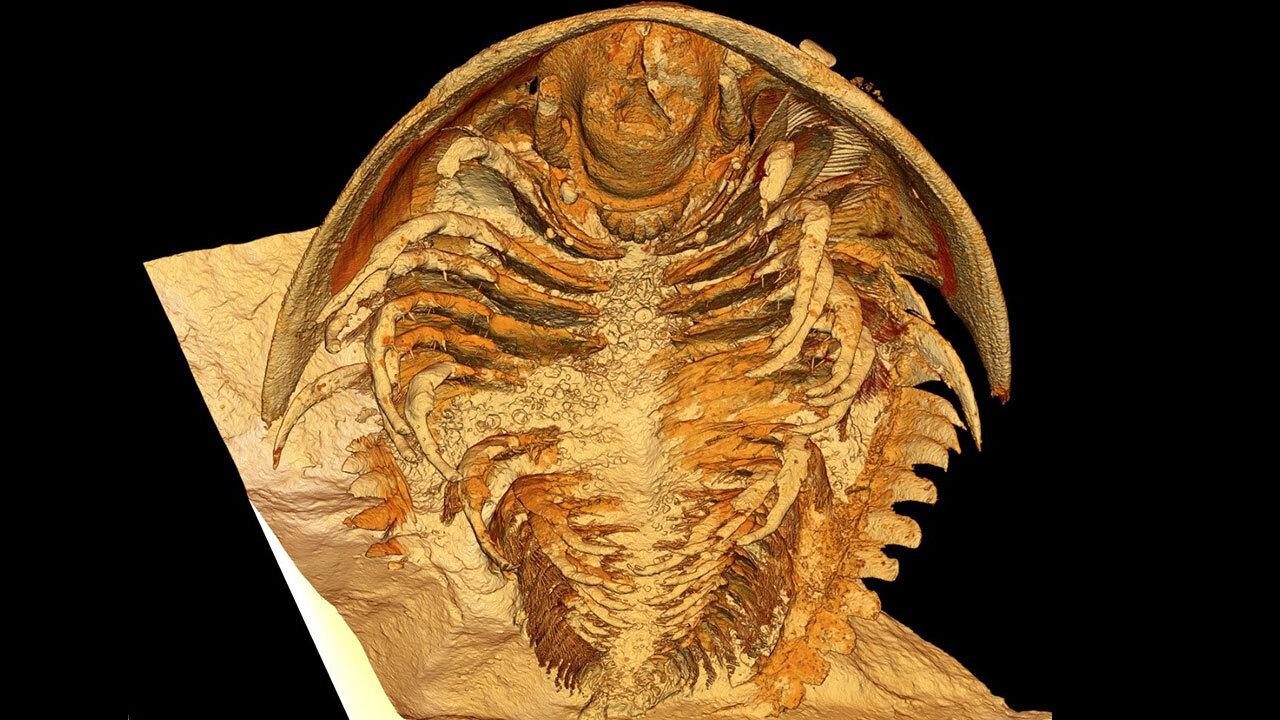  Stunning 3D images show anatomy of 500 million-year-old Cambrian trilobites entombed in volcanic ash 