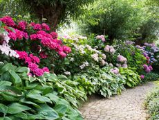 Different Colored Rhododendron Bushes