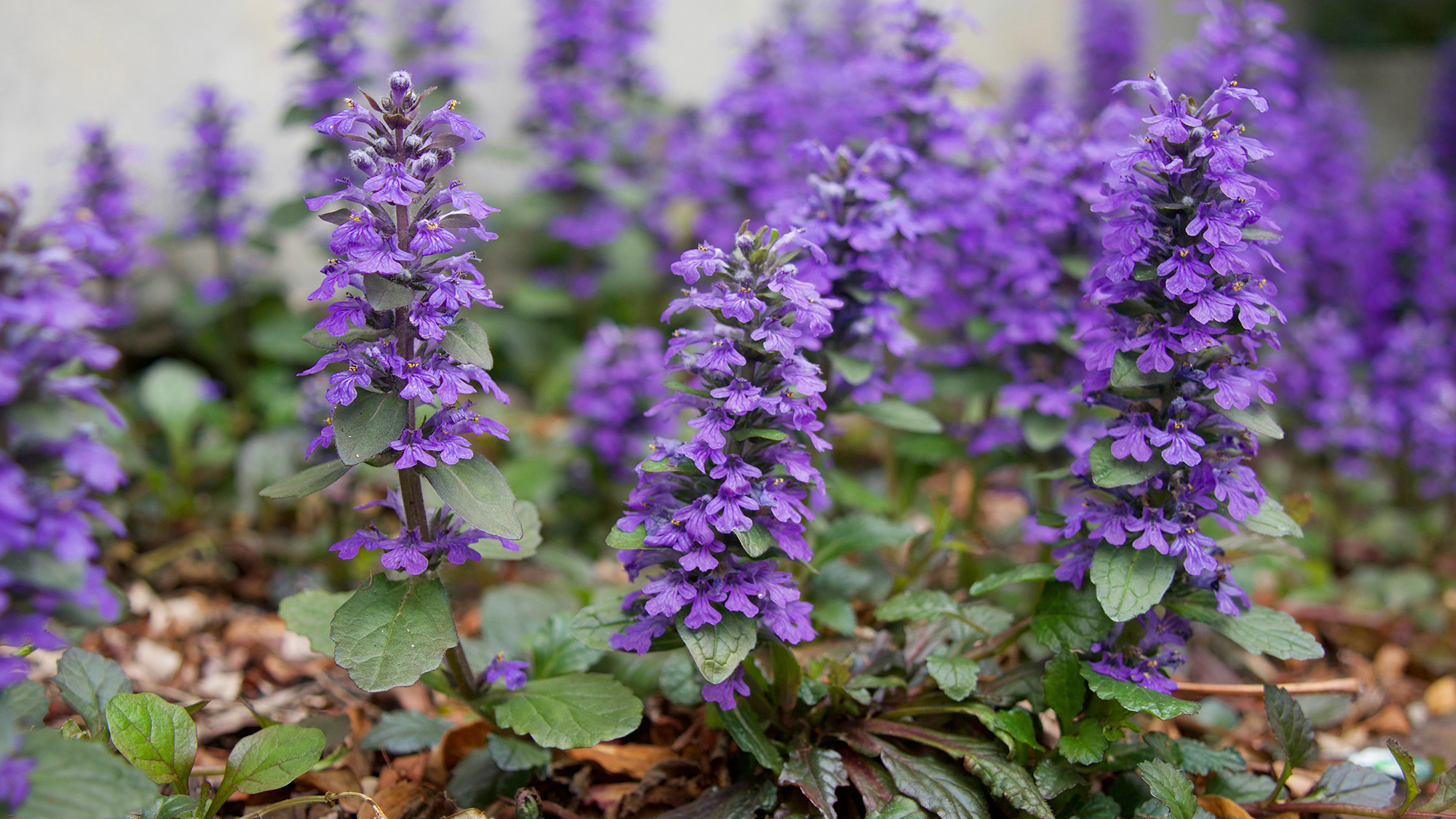 Ajuga reptans flowers