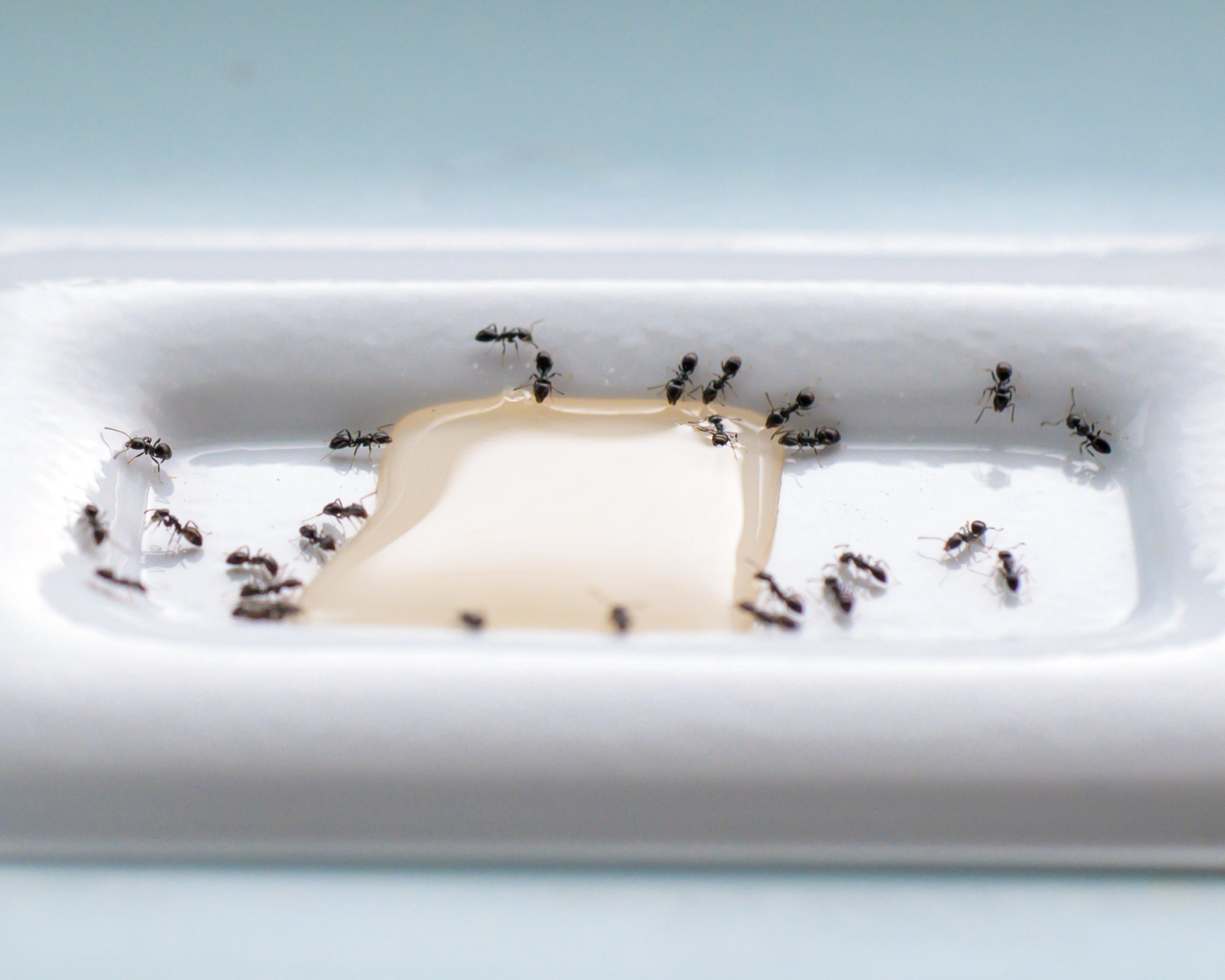 Ant bait station for ant control