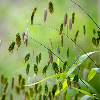 Chasmanthium latifolium