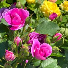 Pink and yellow roses in bloom