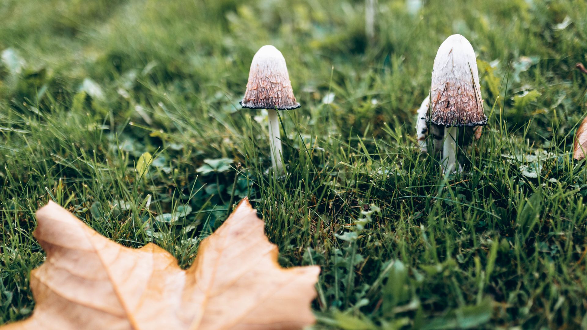 picture of two mushrooms and autumn leaf on grass lawn