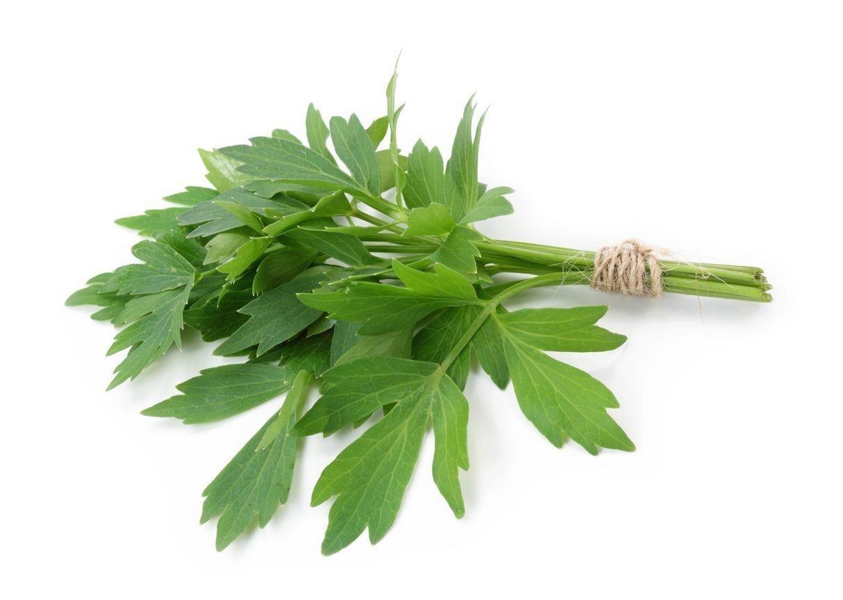 Bouquet Of Lovage Herbs