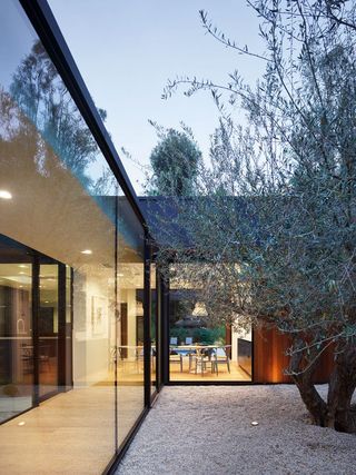 simple gravel courtyard garden with large olive tree and glass extension