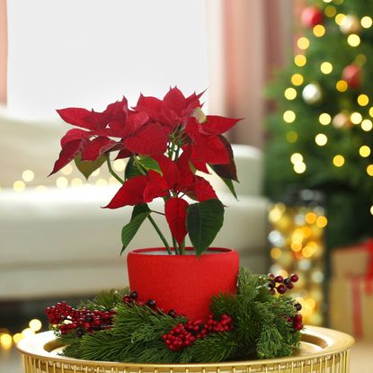 Poinsettia in wreath in front of a Christmas tree