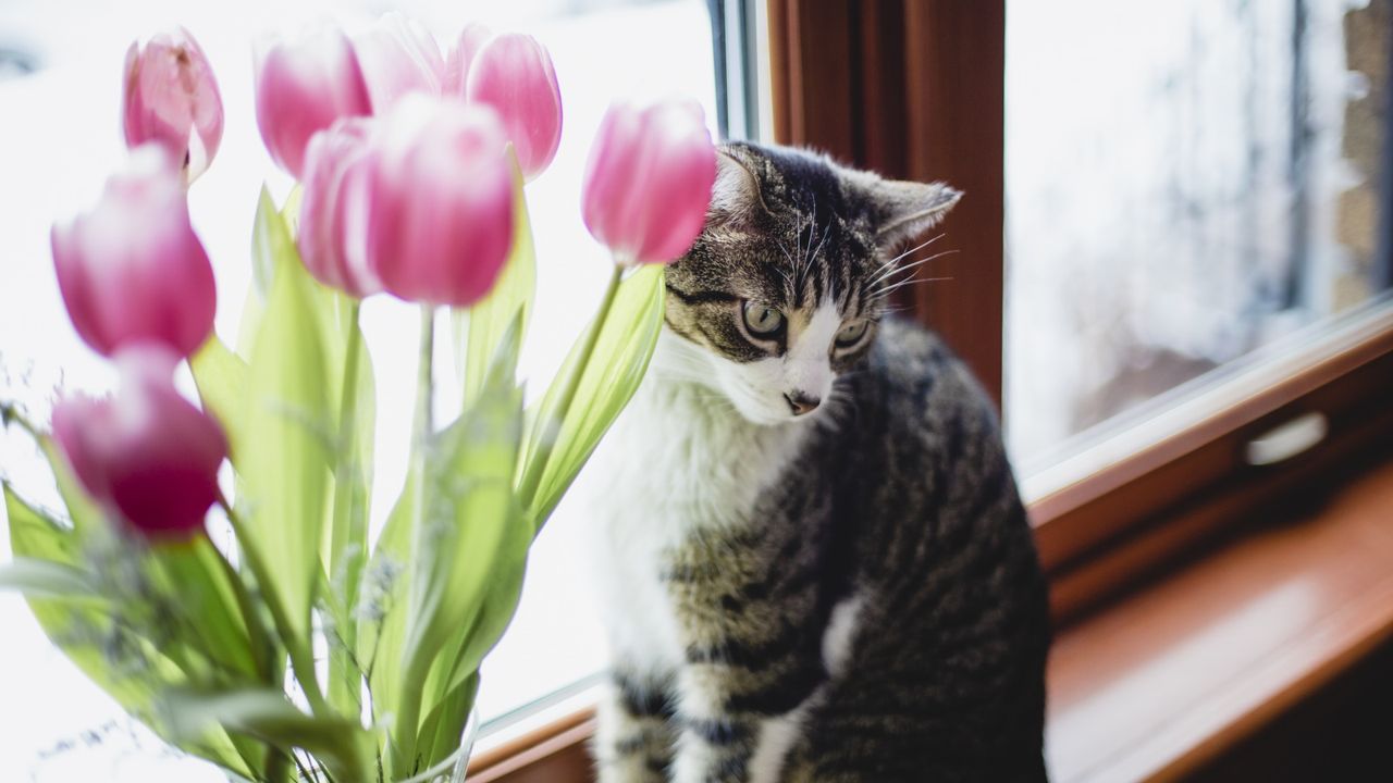 Cat with tulips