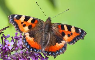 Small tortoiseshell butterfly