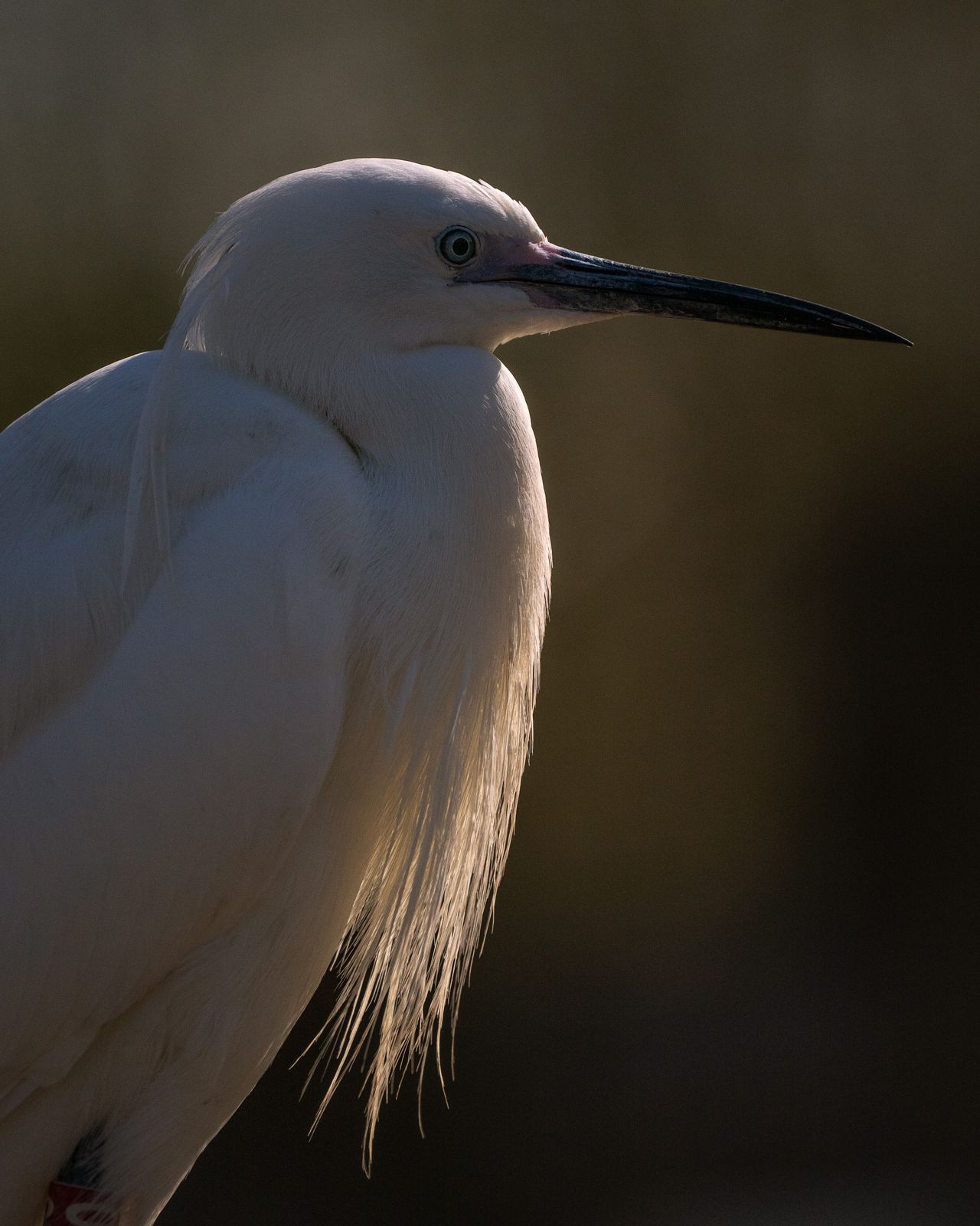 Egret at Slimbridge Wetland Centre
