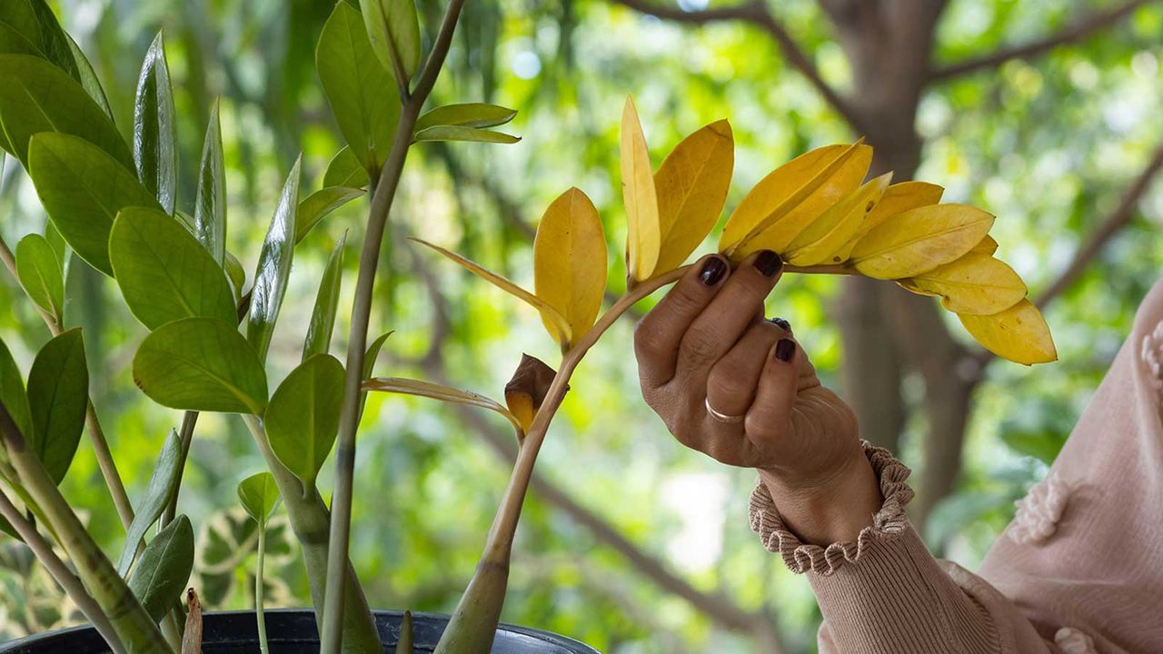 yellow leaf on ZZ plant