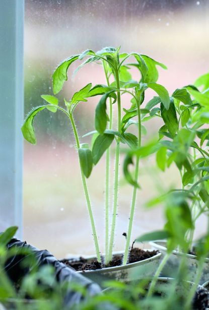 leggy seedlings