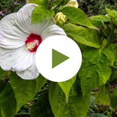 White Blooming Rose Mallow (Hibiscus)